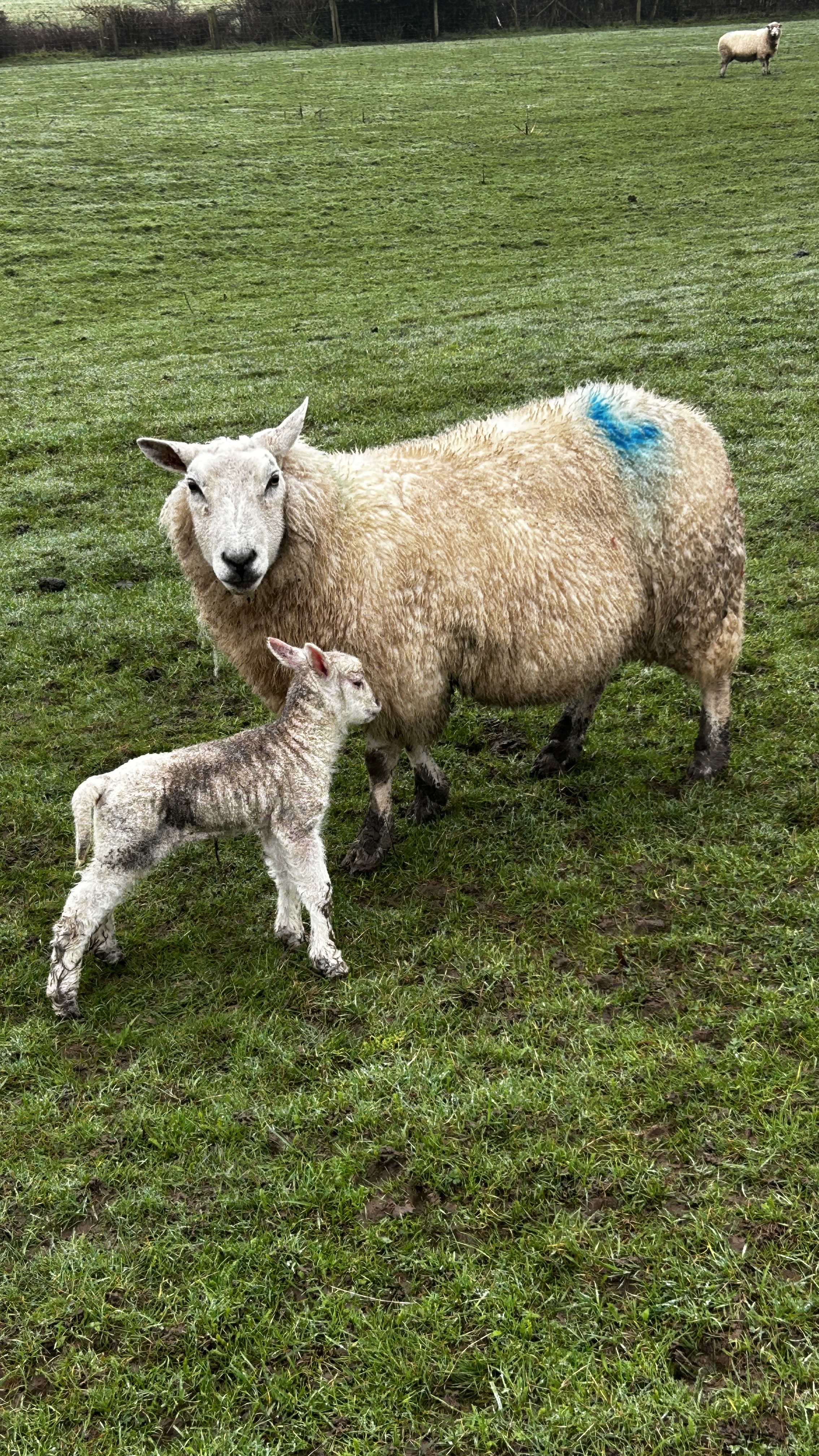 Message gallery image