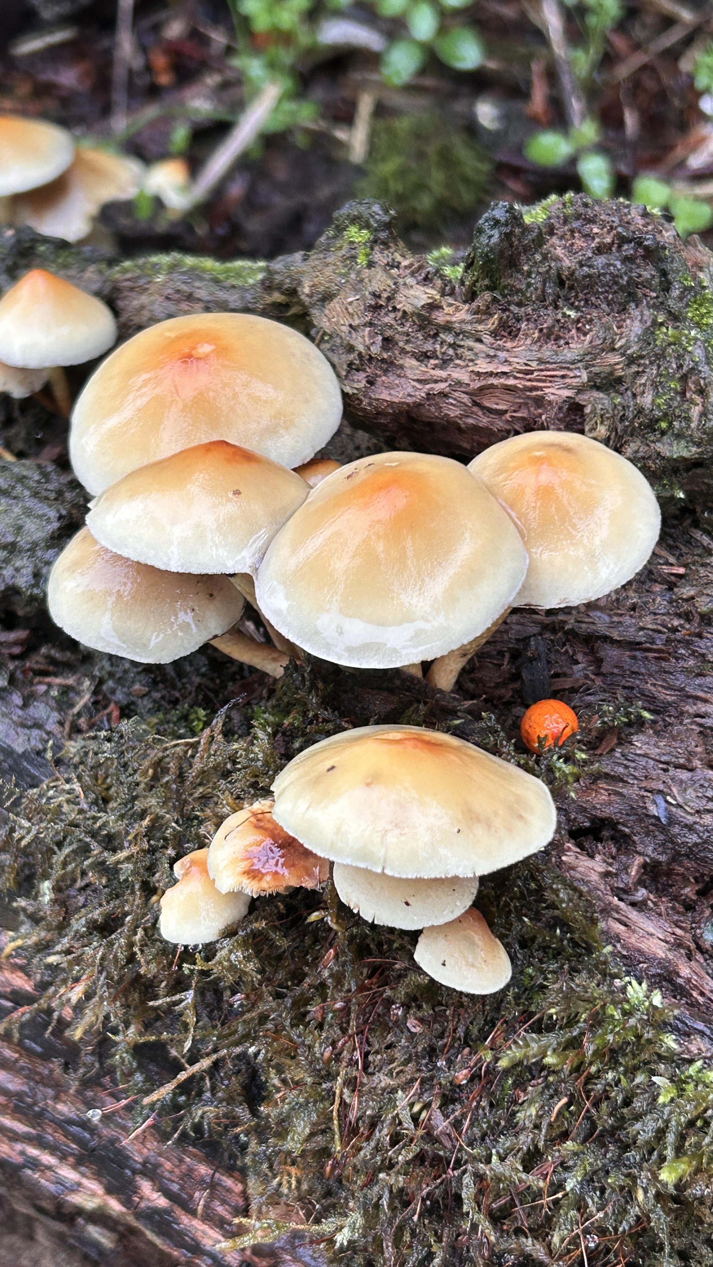 Message gallery image